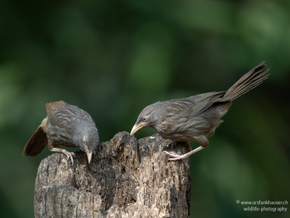 Dschungeldrosselhäherling Jungle Babbler
