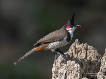 Rotohrbülbül Red-whiskered Bulbul