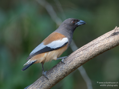 Wanderbaumelster Rufous Treepie
