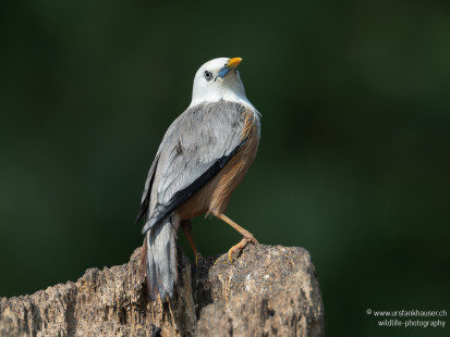 Malabarstar Malabar Starling