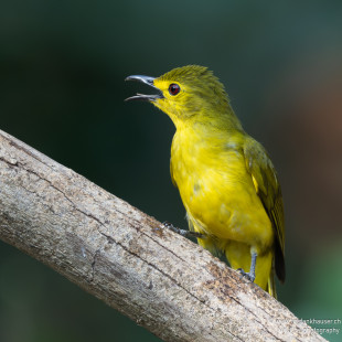 Goldbrauenbülbül Yellow-browed Bulbul