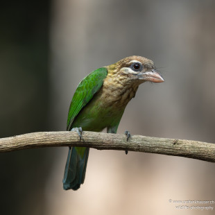 Grünbartvogel White-cheeked Barbet