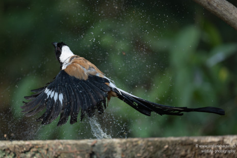 Weißbauch-Baumelster White-bellied Treepie