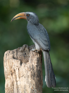 Grauhornvogel Malabar Gray Hornbill