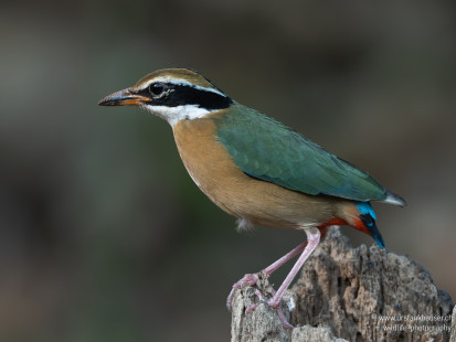 Bengalenpitta Indian Pitta