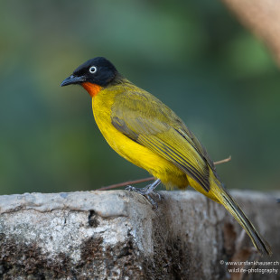 Orangekehlbülbül Flame-throated Bulbul