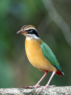 Bengalenpitta Indian Pitta