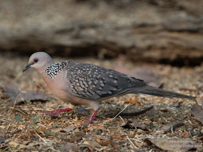 Perlhalstaube Spotted Dove