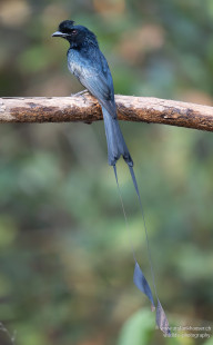 Flaggendrongo Greater Racket-tailed Drongo