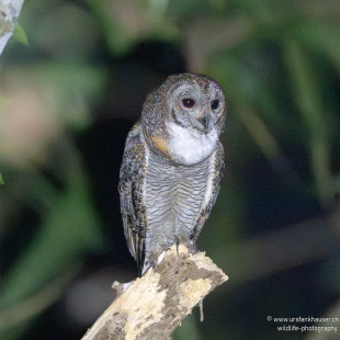 Mangokauz Mottled Wood-Owl