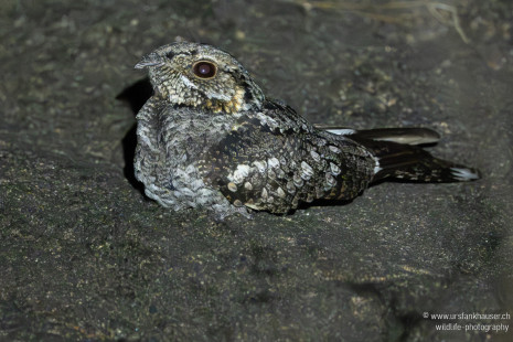 Dschungelnachtschwalbe Jungle Nightjar