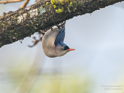 Samtstirnkleiber Velvet-fronted Nuthatch