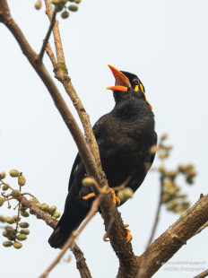 Indienbeo Southern Hill Myna