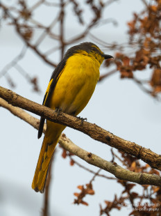 Orangemennigvogel Weibchen Orange Minivet