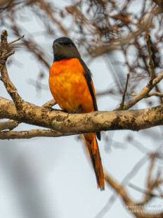 Orangemennigvogel Orange Minivet