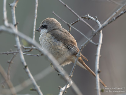 Braunwürger Brown Shrike