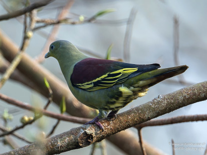 Graustirn-Grüntaube Gray-fronted Green-Pigeon