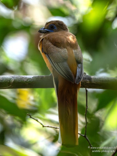 Malabartrogon Malabar Trogon Weibchen