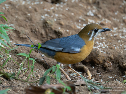 Damadrossel White-throated Thrush