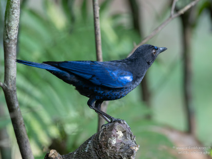 Malabarpfeifdrossel Malabar Whistling-Thrush