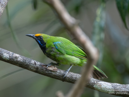 Goldstirnblattvogel Golden-fronted Leafbird