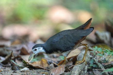 Weißbrust-Kielralle White-breasted Waterhen