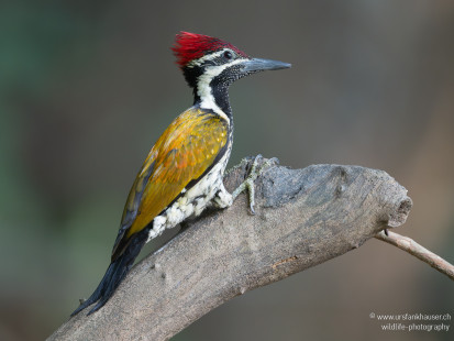 Bengalenspecht Black-rumped Flameback