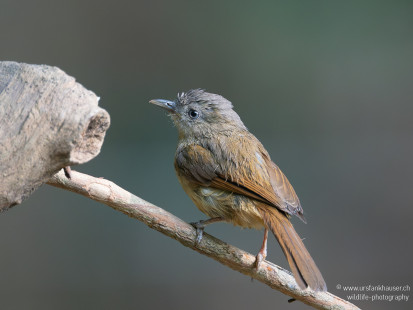 Graukopf-Zweigdrossling Brown-cheeked Fulvetta