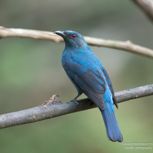 Türkisfeenvogel Asian Fairy-bluebird