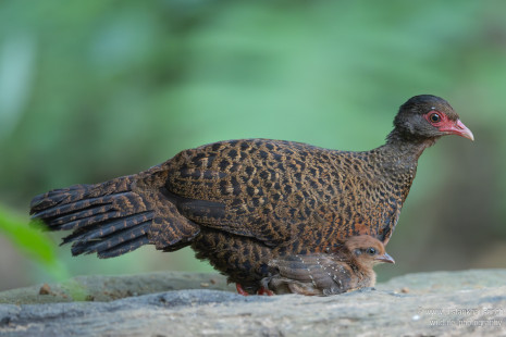 Rotspornhuhn Red Spurfowl