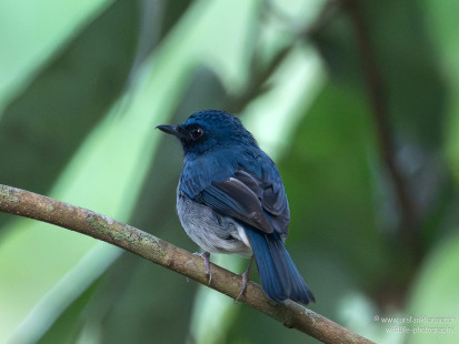 Keralablauschnäpper White-bellied Blue Flycatcher