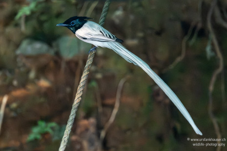 Hainparadiesschnäpper Indian Paradise-Flycatcher