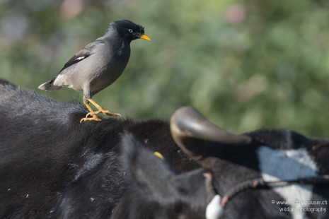 Dschungelmaina Jungle Myna