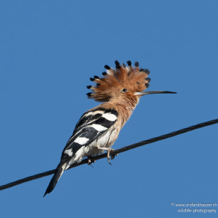 Wiedehopf Eurasian Hoopoe