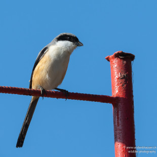 Schachwürger Long-tailed Shrike