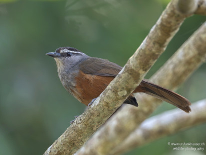 Flötenhäherling Palani Laughingthrush