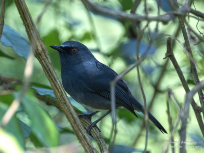 Weißbauchschmätzer White-bellied Sholakili