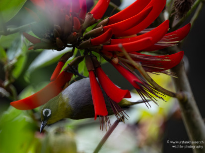 Gangesbrillenvogel Indian White-eye
