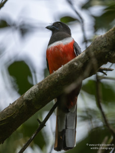 Malabartrogon Malabar Trogon