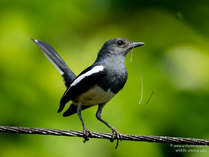 Dajalschama Oriental Magpie-Robin