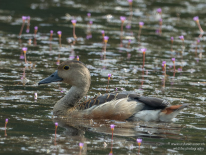 Javapfeifgans Lesser Whistling-Duck