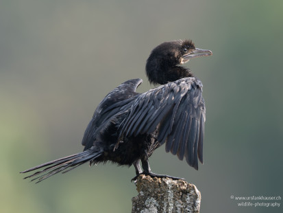 Kleinscharbe Little Cormorant