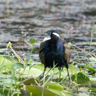 Bronzeblatthühnchen Bronze-winged Jacana