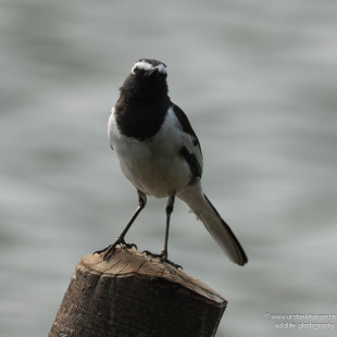 Weißbrauenstelze White-browed Wagtail