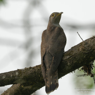 Kurzflügelkuckuck Indian Cuckoo