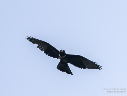 Dreifarbweih Black Baza