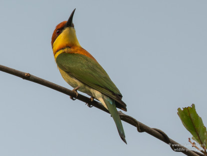 Braunkopfspint Chestnut-headed Bee-eater