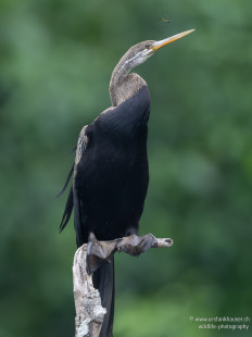 Orient-Schlangenhalsvogel Oriental Darter