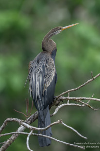 Orient-Schlangenhalsvogel Oriental Darter
