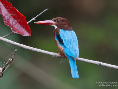 Braunliest White-throated Kingfisher